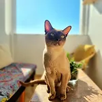 Stunning With Private Bathroom And Shared Balcony, Mainly With 2 Adorable Cats And A Sweet Dog!