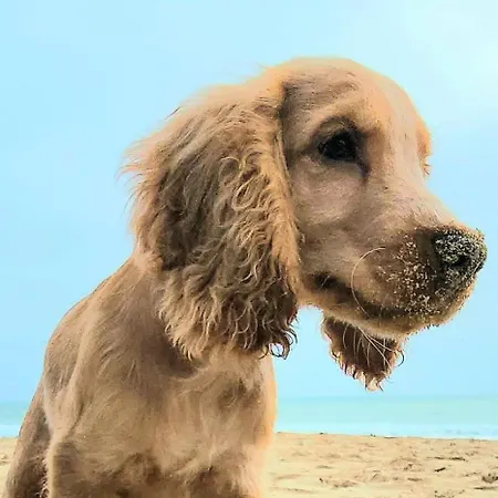 Stunning With Private Bathroom And Shared Balcony, Mainly With 2 Adorable Cats And A Sweet Dog! *