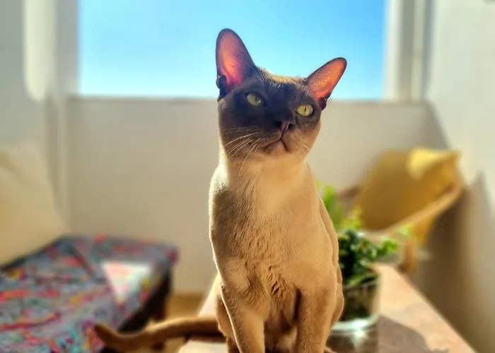 Stunning Room With Private Bathroom And Shared Balcony, Mainly With 2 Adorable Cats And A Sweet Dog!