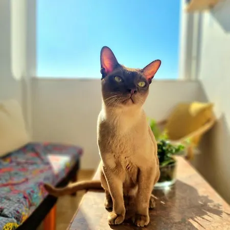 Stunning With Private Bathroom And Shared Balcony, Mainly With 3 Adorable Cats!