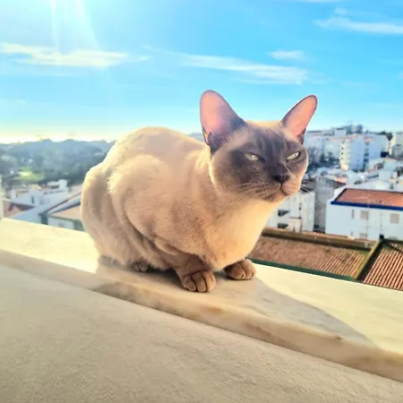 Stunning With Private Bathroom And Shared Balcony, Mainly With 3 Adorable Cats!