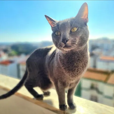Stunning With Private Bathroom And Shared Balcony, Mainly With 3 Adorable Cats! Lagos